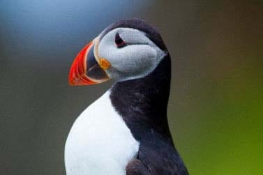 A close up image of a Puffin in Iceland