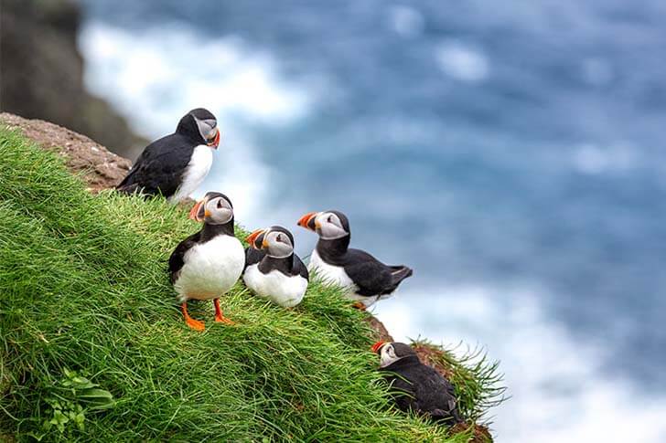 Puffins in Iceland: How, When and Where to See Them