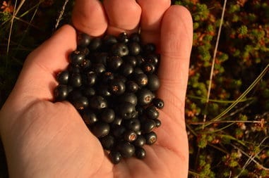 Hand full of crowberries