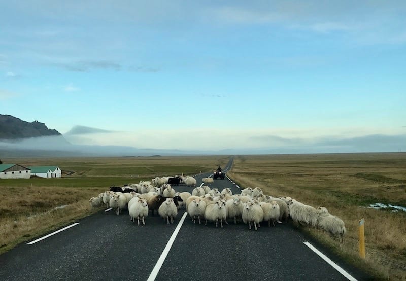 Sheep on the road in Iceland