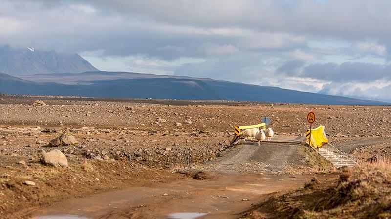 A group of sheep on a mountain road