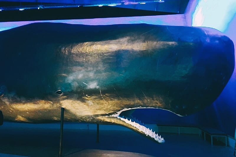 A head of a sperm whale life-like replica at the museum 