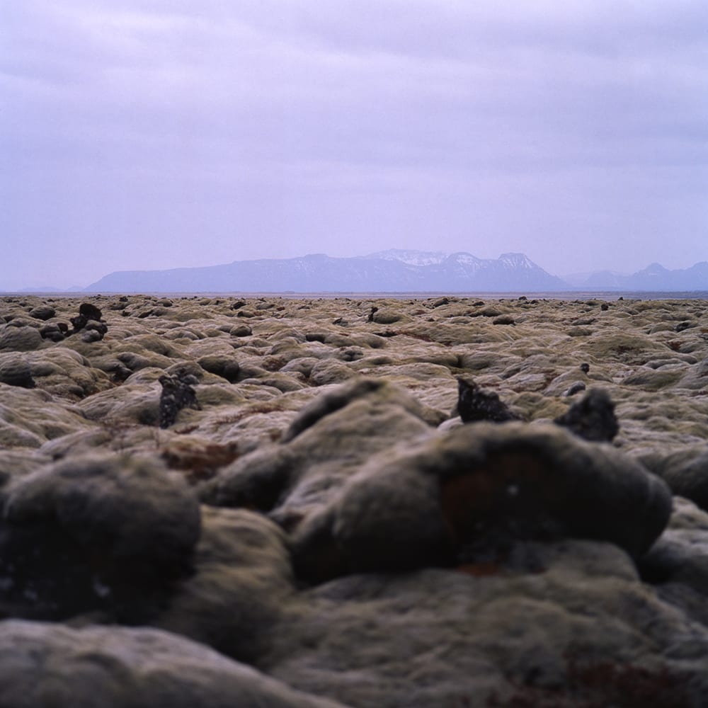 mossy lava field in Iceland