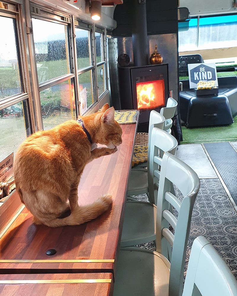 ginger cat on top of the counter in a coffee shop