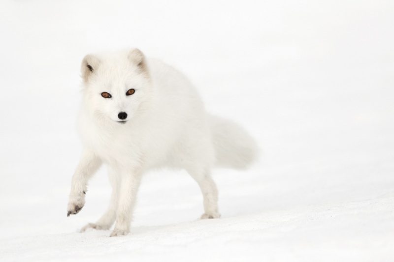 white arctic fox in snow