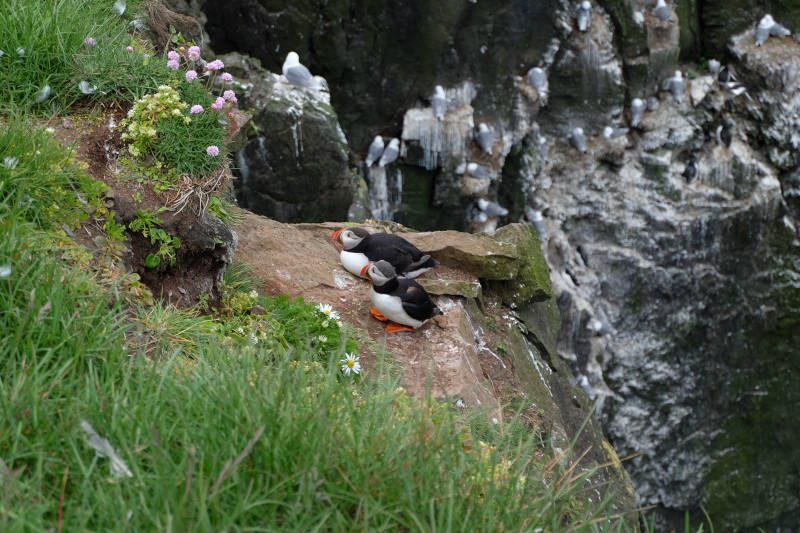 two puffins resting at the edge of a cliff 