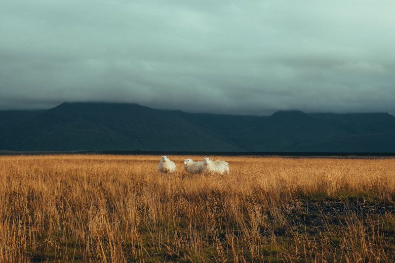 three sheep in golden brown field