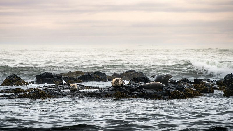 Seals sunbathing on black lava rocks near Ytri Tunga beach in Snaefellsnes
