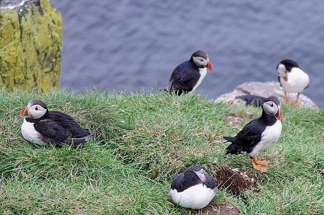 Puffins in Borgarfjörður Eystri in Iceland's East Fjords