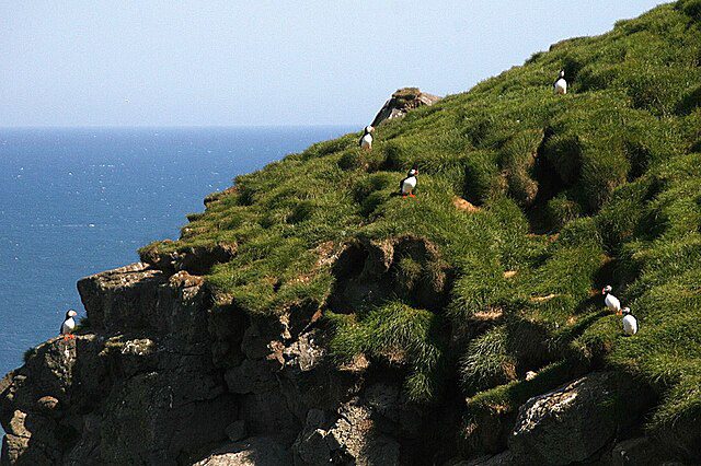 Ingólfshöfði with Puffins on the cliffs in Iceland