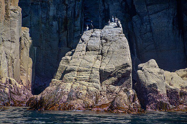 Puffins on Lundey Island Iceland
