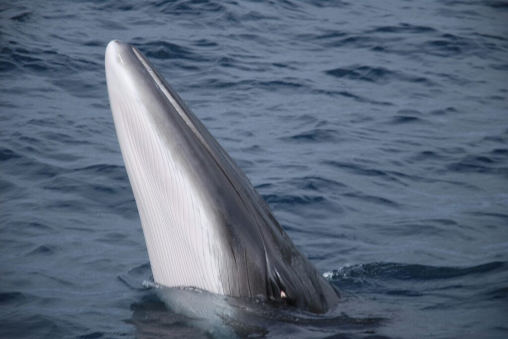 A Minke Whale in Iceland