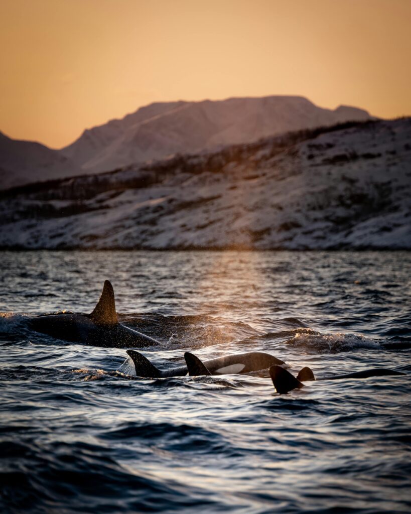 A pod of Orcas in Iceland