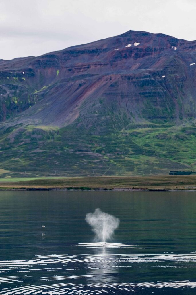 A Humpback Whale spout in Iceland in a fjord