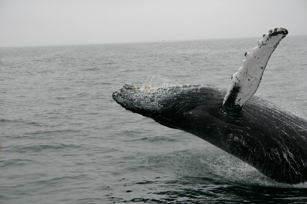 A Humpback whale breaching in Iceland