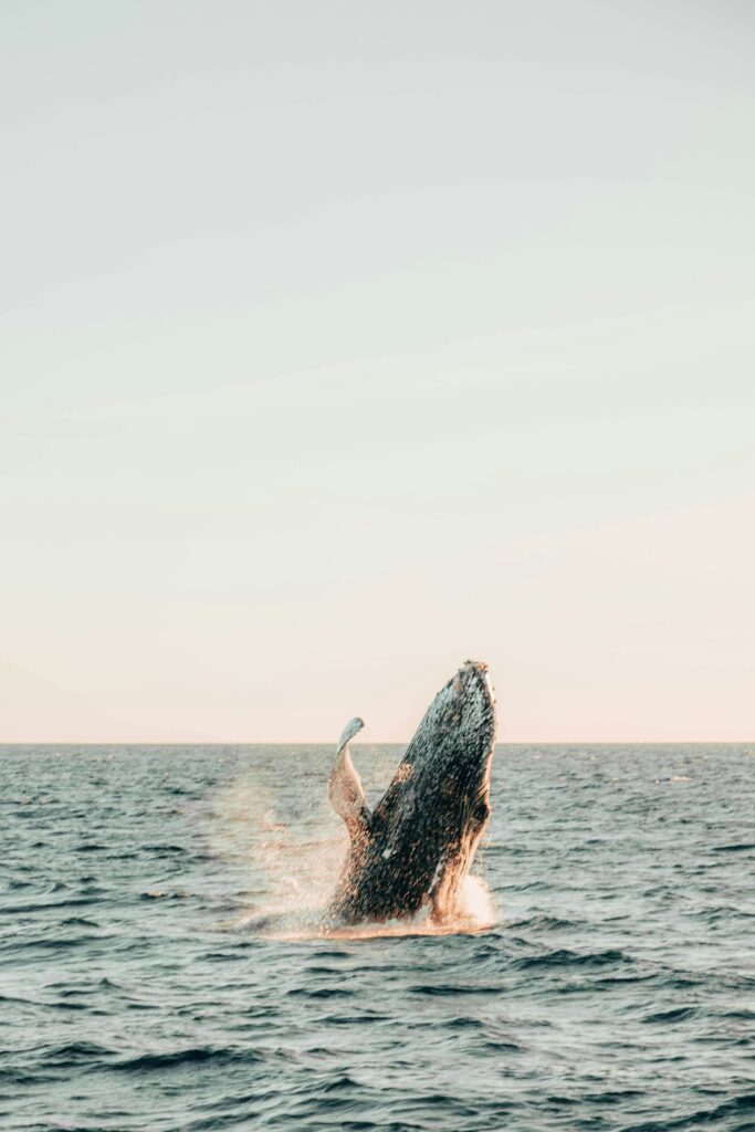 A Humpback Whale in Iceland breaching