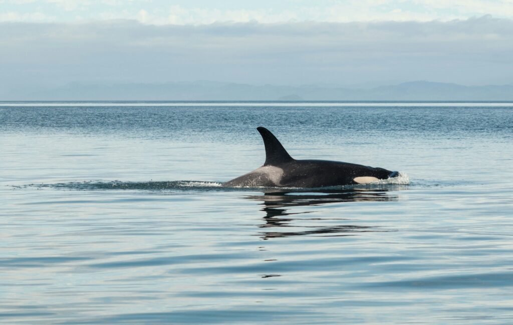 An Orca in Icelandic waters