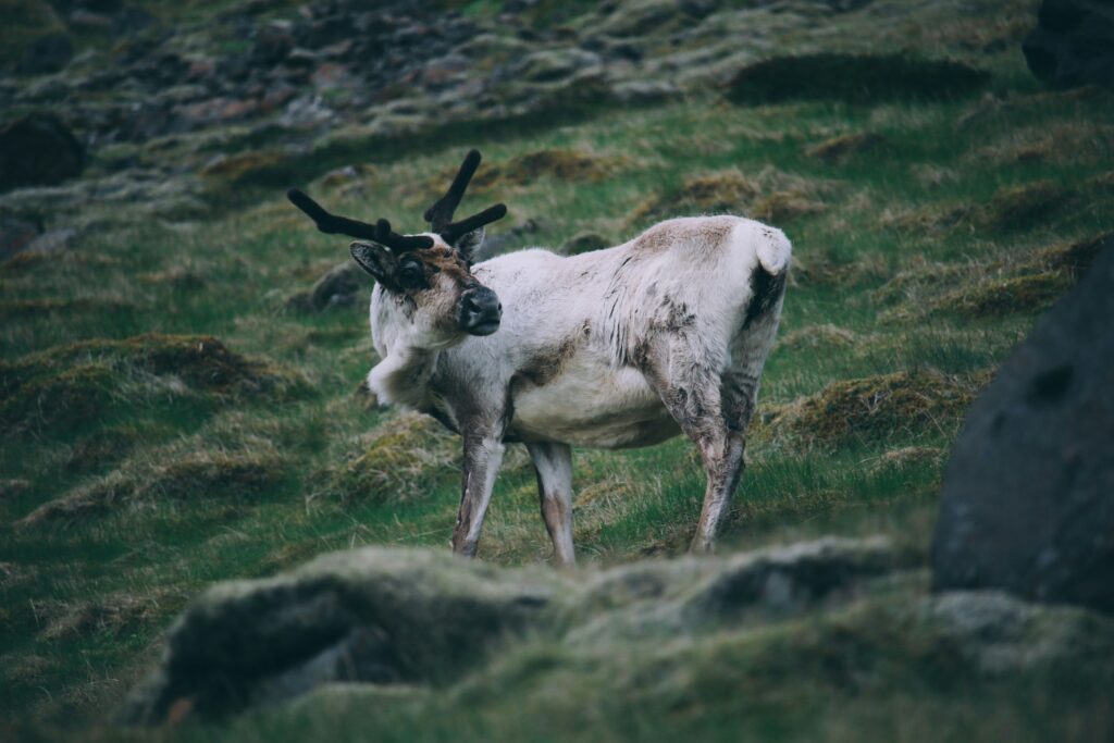 A reindeer grazing in Iceland